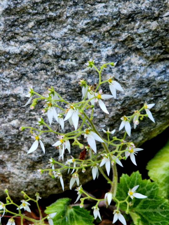 서울 서대문구 안산 응달 진 바위 틈에서 자라는 바위취. 잎은 사철 푸르다. 2022년 6월 4일 촬영