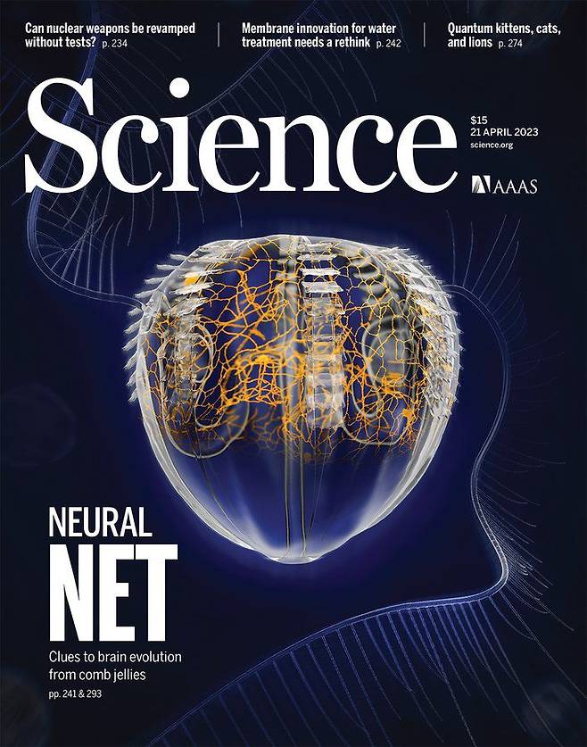 2023년 4월 21일 사이언스 표지에 실린 빗해파리. 노란색과 주황색 부분이 신경계이다./Science