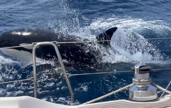 지난 4일 스페인 지브롤터 해협에서 큰 범고래 한 마리와 작은 범고래 두 마리가 요트를 합동 공격해 침몰시켰다
