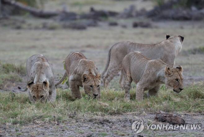 케냐 국립공원의 사자들 [신화 연합뉴스 자료사진. 재판매 및 DB 금지]