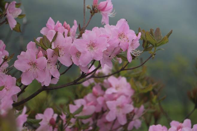 소백산 철쭉. 유난히 색이 진한 꽃이 많았다.
