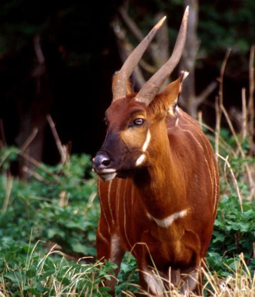 봉고는 아프리카 영양 중에서도 베일에 싸인 전설의 동물로 알려져있다. /African Wildlife Foundation
