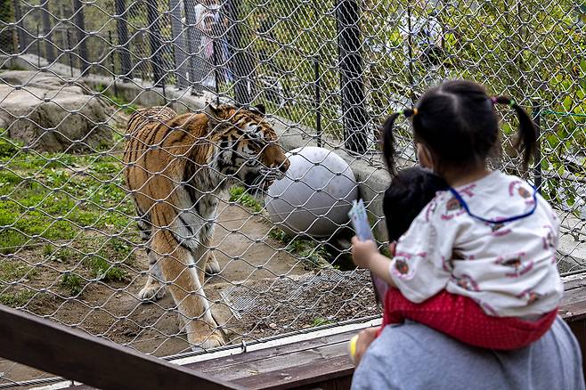 토종 야생동물이 잘 못 사는 환경이 되면, 결국 인간도 비슷한 결말을 맞게 된다. ⓒ시사IN 조남진