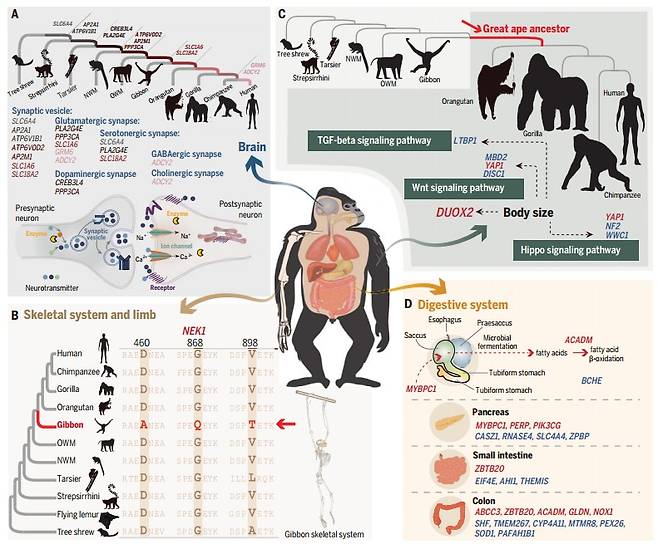 국제공동연구팀은 영장류의 주요 뇌와 신체 크기, 골격 등 주요 특성이 진화 과정에서 어떻게 달라졌는지를 분석한 결과를 사이언스에 공개했다. 여러 영장류와 인류가 저마다의 특성에 맞춰서 진화하며 유전자도 달라진 것을 알 수 있다. /Science