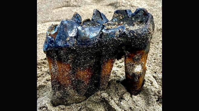 지난달 말 미국 캘리포니아 해변에서 주민인 제니퍼 슈가 발견한 마스토돈의 이빨 화석