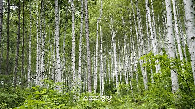 인제  자작나무숲. 사진|강석봉 기자