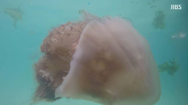 노무라입깃해파리