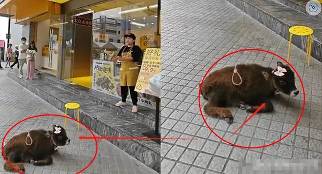 중국의 한 육포 전문 업체가  가게 앞에 살아있는 송아지를 묶어두고 싱싱한 육포를 홍보하면서 논란이 되고 있다. 출처:웨이보