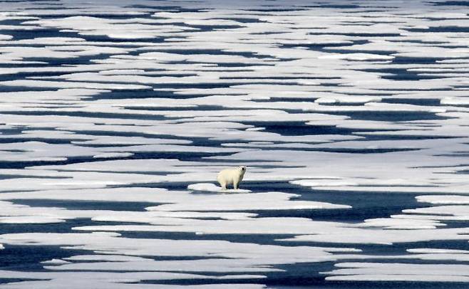 북극곰 한 마리가 캐나다 북극해 제도의 프랭클린 해협에 떠 있는 얼음조각 위에 애처롭게 서 있다. 지구온난화로 인해 빙하면적이 줄어들면서 북극곰들이 생존의 위협을 받고 있다. AP연합뉴스