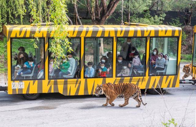에버랜드 내 사파리월드는 관람객들이 트램을 타고 맹수를 가까이 본다는 콘셉트의 공간이다. 이곳은 개체 간 영역 다툼이 불가피해 동물에게 스트레스와 부상을 유발할 수 있다는 비판이 나온다. 에버랜드 홈페이지 캡처