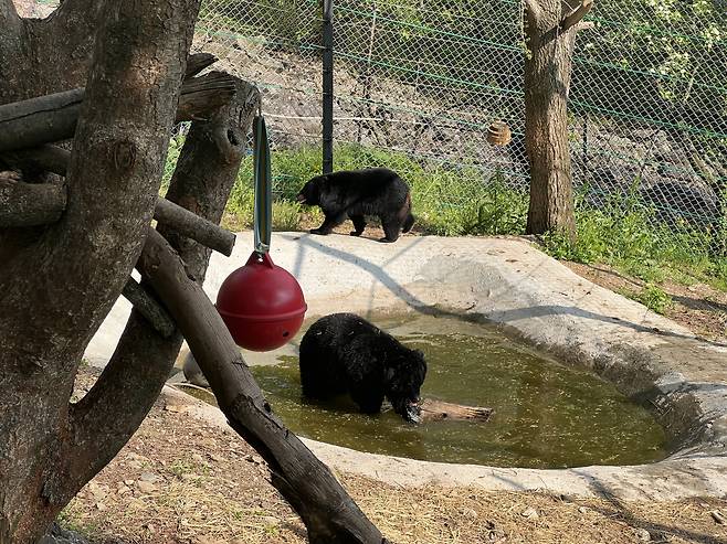 강원 화천시에 마련된 보호시설 '곰숲'에 생활하고 있는 반달가슴곰들 [곰보금자리프로젝트 제공]