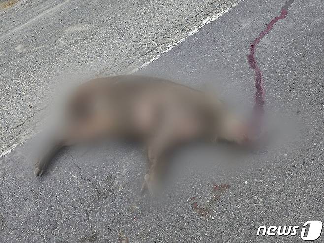 지난 8일 오전 10시쯤 남구 울산환경사업소 인근 성암동 488도로에서 로드킬 당한 야생멧돼지 1마리를 수거 조치했다.(울산남구청제공)