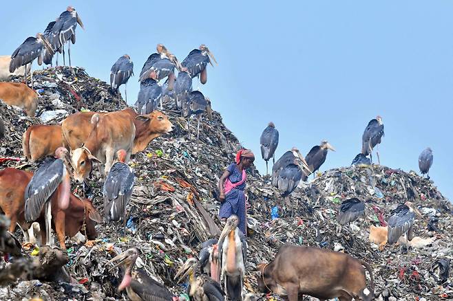 2023년 6월 4일 인도 구와하티의 쓰레기 처리장에서 한 주민이 재활용품을 찾고 있다./AFP 연합뉴스