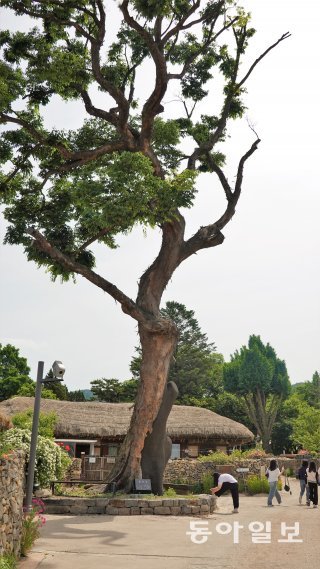 외암마을  역사와 함께 해온 수령 600년의 느티나무. 해마다 음력 1월14일 이곳에서 목신제가 열린다.  안영배 기자