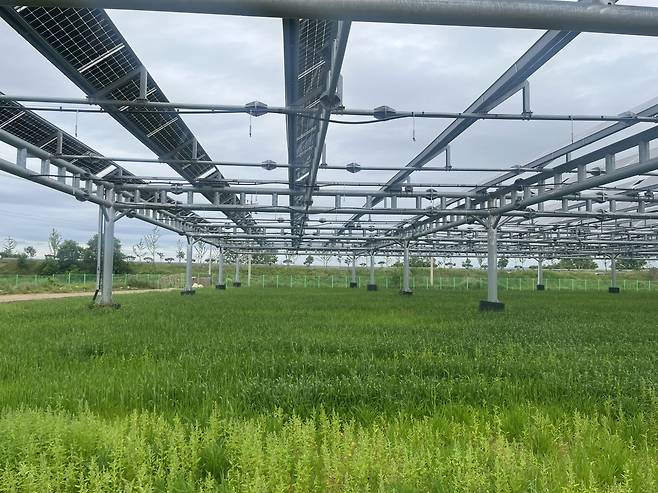 지난 5월 18일 전남 나주시 전라남도농업기술원 내 영농형 태양광 실증단지 모습. 주소현 기자