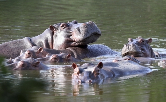 지난 2021년 4월 콜롬비아 아시엔다 나폴레스 공원 호수에 하마들이 모여 있는 모습. 이 하마들은 파블로 에스코바르가 애완용으로 들여온 하마의 후손들이다. AP연합뉴스