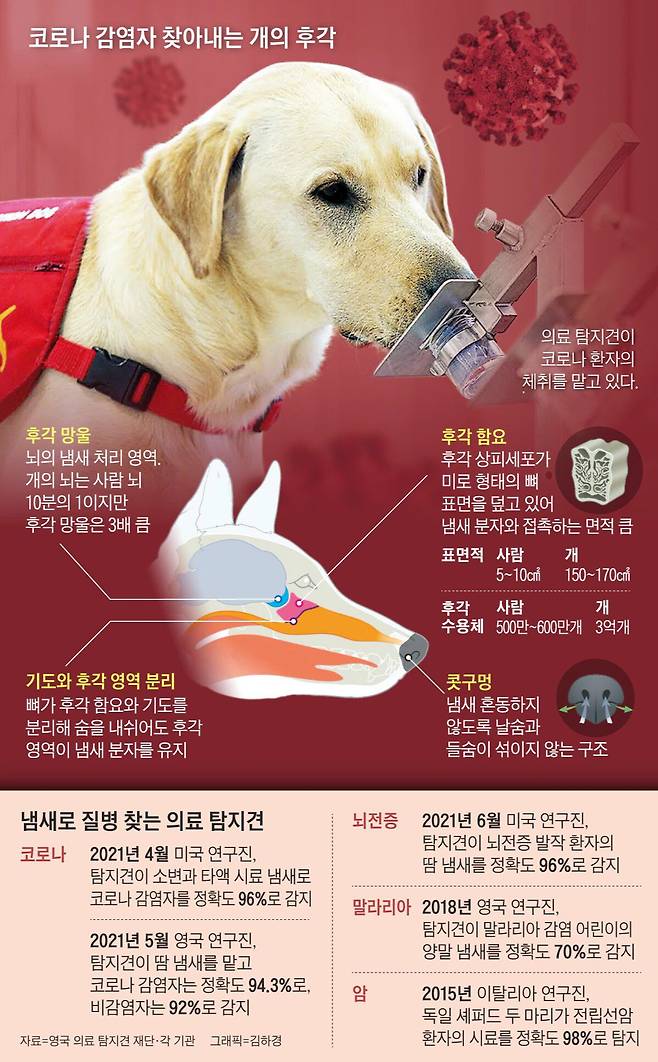 질병 감지하는 의료 탐지견의 후각./조선DB