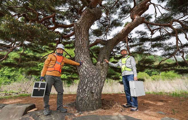 강기래 나무의사와 김판석 한국나무의사협회장이 청주 제35호 보호수를 찾고 있다.