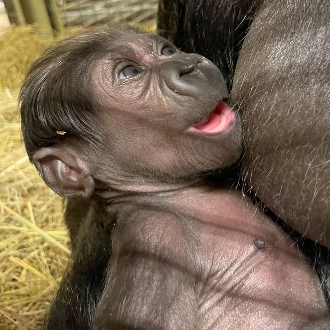 지난달 27일 워싱턴 스미스소니언 동물원에서 태어난 암컷 고릴라 '자흐라'. /Smithsonian Zoo Facebook