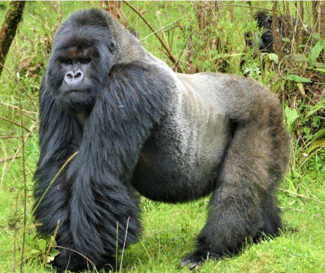 눈처럼 은은한 은빛의 등은 장성한 수컷 고릴라의 상징이다. /Dian Fossey Gorilla Fund