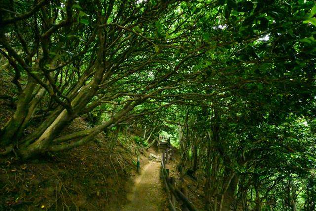 8일 경북 울릉군 울릉읍 저동리 내수전전망대로 가는 길에 후박나무와 동백나무 등 특산식물이 울창하게 이어져 있다. 울릉=최주연 기자