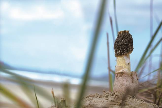 망상모래말뚝버섯 - 해변가의 고운 모래사장에서 자라는 말뚝버섯. 일반적인 말뚝버섯과 다르게 대주머니가 보랏빛을 띤다. 2019년에 동해 망상해변에서 발견되어 망상모래말뚝버섯이라는 이름이 붙었다. 박상영 제공