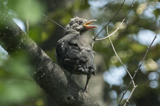 둥지에서 갓 나온 새끼는 둥지 안에서의 두려움을 떨치고 세상을 바라본다.