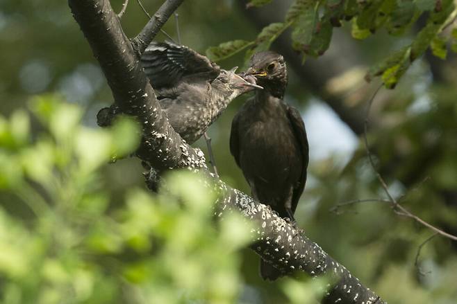 게걸스럽게 먹이를 받아먹는 대륙검은지빠귀 새끼.