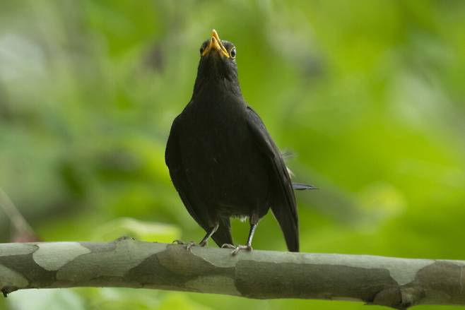 대륙검은지빠귀를 비롯해 지빠귀류는 날개를 살짝 벌리고 늘어뜨리는 습성이 있다.