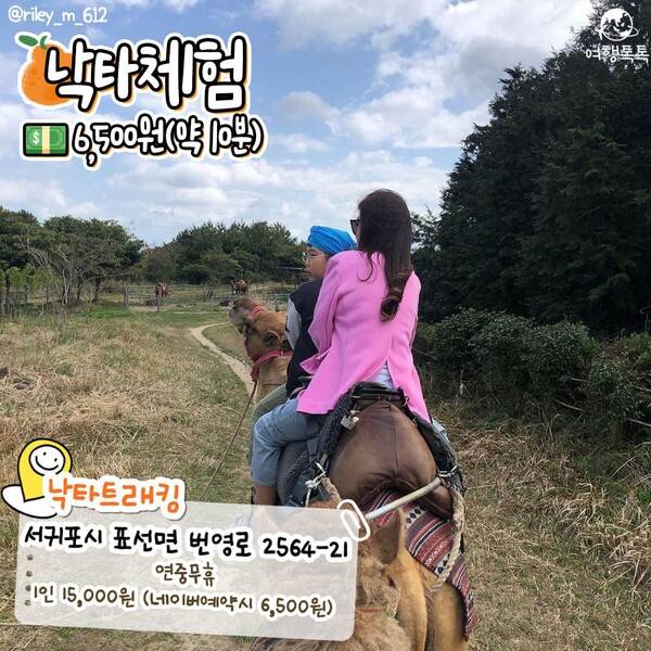 제주 이색 체험 낙타체험 / @riley_m_612