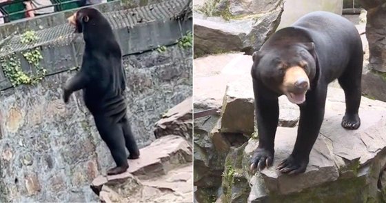 중국 항저우 동물원의 말레이시아 태양곰 사진. 사진 트위터 캡처