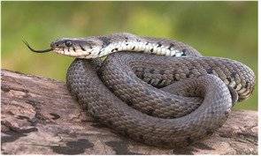 구렁이. 중앙포토