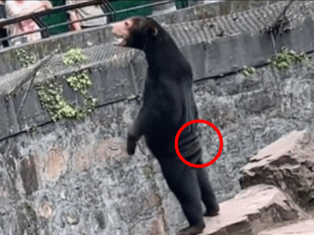 곰이 서있는 뒷모습에서 주름이 발견돼 '곰 탈을 쓴 사람'이라는 의혹을 부추겼다. 웨이보 캡처