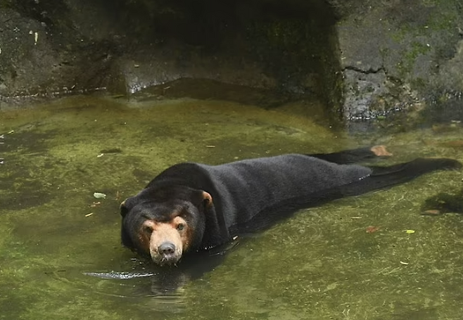 항저우 동물원에 머무는 말레이태양곰의 모습