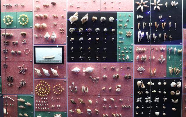 땅끝해양자연사박물관의 어패류 전시. ⓒ박준규