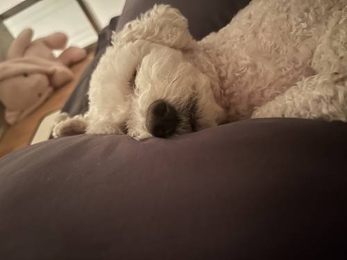 가수 김도희가 반려견 크림이를 소개했다. 사진=김도희 제공