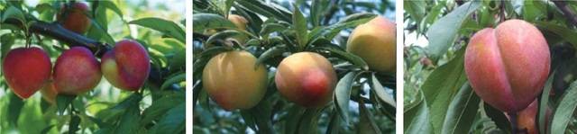 왼쪽부터 조생종 <대석>, 중생종 <포모사(후무사)>, 만생종 <추희>. 농촌진흥청