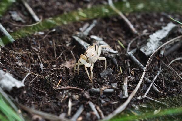 호룡곡산은 바닷가 근처에 있어, 등산로 곳곳에서 도둑게가 보인다.