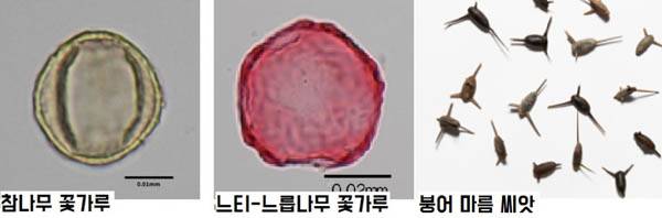 물체질로 걸러내고 핀셋으로 집어내고 현미경으로 관찰해 찾아낸 각종 식물유기체. 이런 과정 끝에 1600년 전 신라 월성 주변의 경관을 복원·재현해낼 수 있었다. / 국립경주문화재연구소 제공