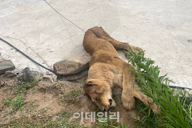 14일 오전 경북 고령군 덕곡면 한 목장에서 탈출한 암사자 사순이가 산에서 발견된 뒤 엽사에게 사살됐다 (사진=경북소방본부)