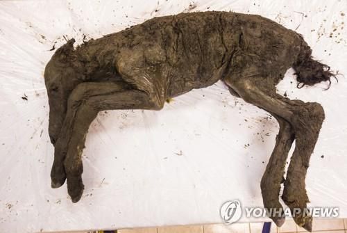 동토에서 튀어나온 4만년 전 유기물 새끼당나귀.[사진=연합뉴스]