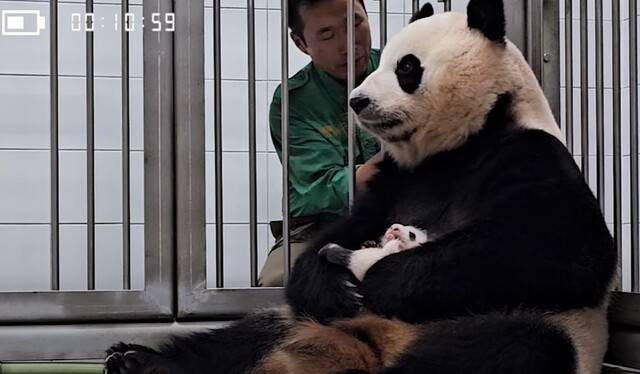 아기 판다를 안고 있는 엄마 판다 아이바오. ‘말하는동물원 뿌빠티브이(TV)’ 유튜브 채널 갈무리