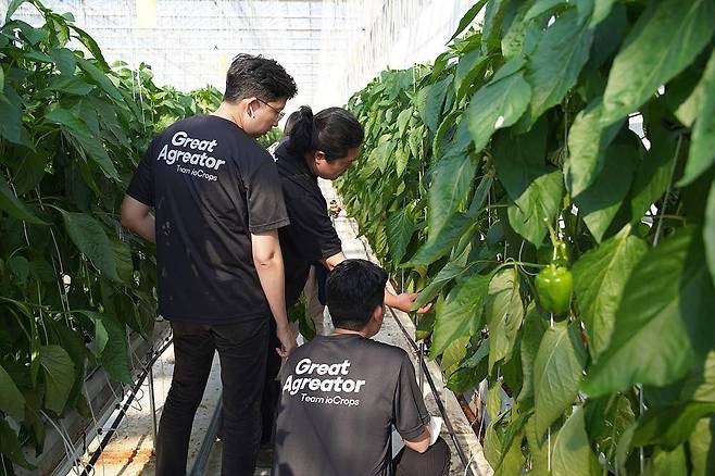 자사 농장에서 기술을 실증하는 아이오크롭스 임직원들 / 출처=아이오크롭스