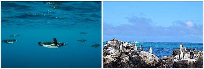 갈라파고스 제도의 펭귄들 / 사진 = 갈라파고스 제도 관광청 홈페이지