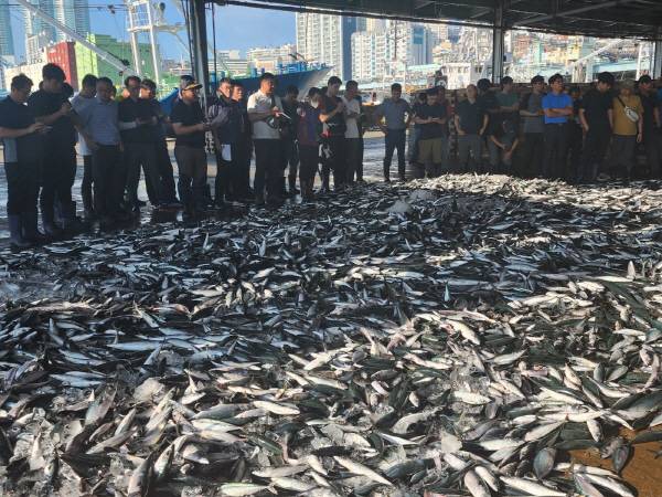 일본 후쿠시마 원전 오염수 방류 후 첫 주말인 27일 부산공동어시장에서 경매가 진행되고 있다. 부산공동어시장 제공