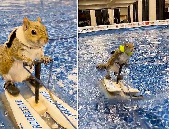 다람쥐가 수상스키 탄다고?…11대째 이어진 자선 활동 화제 / 사진=트위기