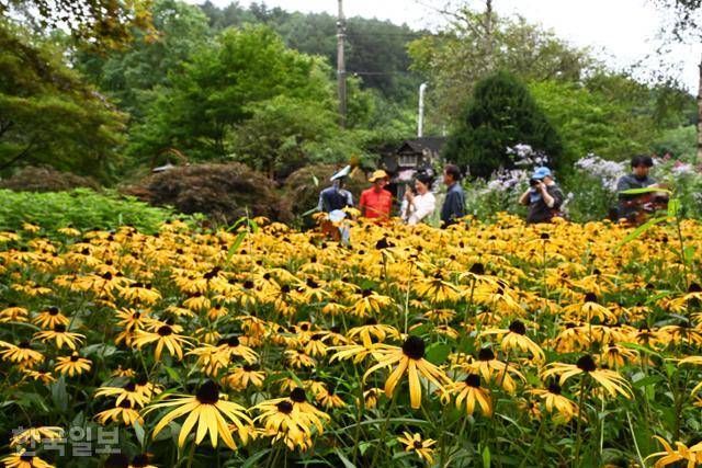 허브나라농원에 루드베키아가 노랗게 덮여 있다.