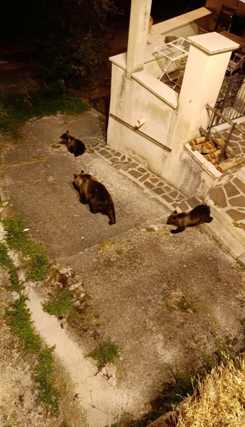 지난달 26일(현지시간) 이탈리아 아브루초의 산 세바스티아노 데이 마르시에서 ‘아마레나’라는 애칭으로불리는 어미 곰이 새끼들과 함께 주민들이 보는 앞에서 길을 건너고 있다. 아브루초·라치오·몰리세 국립공원 페이스북 캡처.