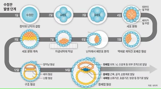 인간 수정란 발달 단계. 이스라엘 연구진은 줄기세포로 수정 14일째 배엽 조직들이 분할되는 단계까지 구현했다./조선DB