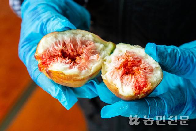 국내에서 가장 많이 재배하는 품종은 홍무화과인 ‘승정도후인’이다. 사진은 ‘승정도후인’ 품종. 현진기자